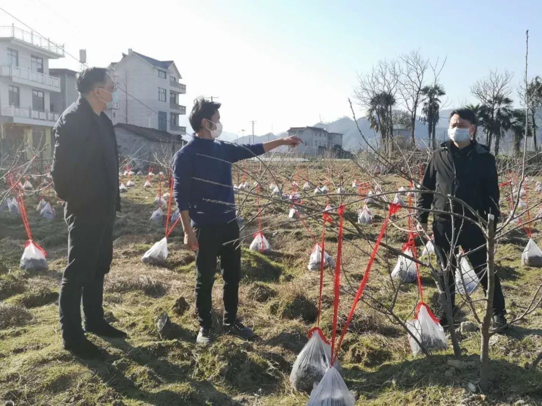 郑坊乡最新发展规划，打造繁荣宜居乡村新面貌