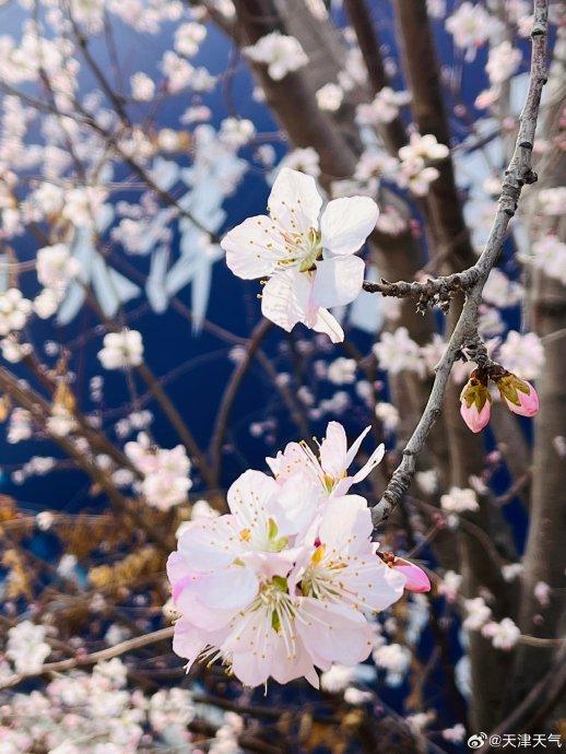 桃花盛开季节的天气预报，探索天气与花季的微妙关系