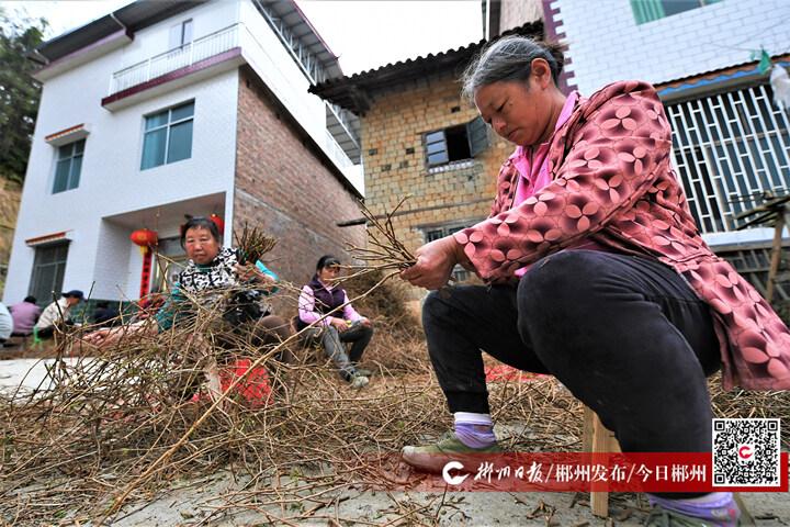 水南农场新项目引领现代农业新篇章