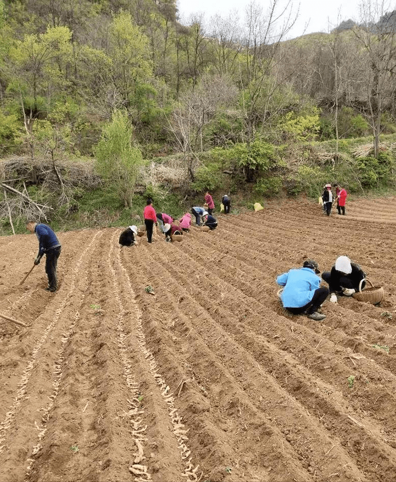 西沙群岛农业农村局推动农业现代化助力乡村振兴项目启动