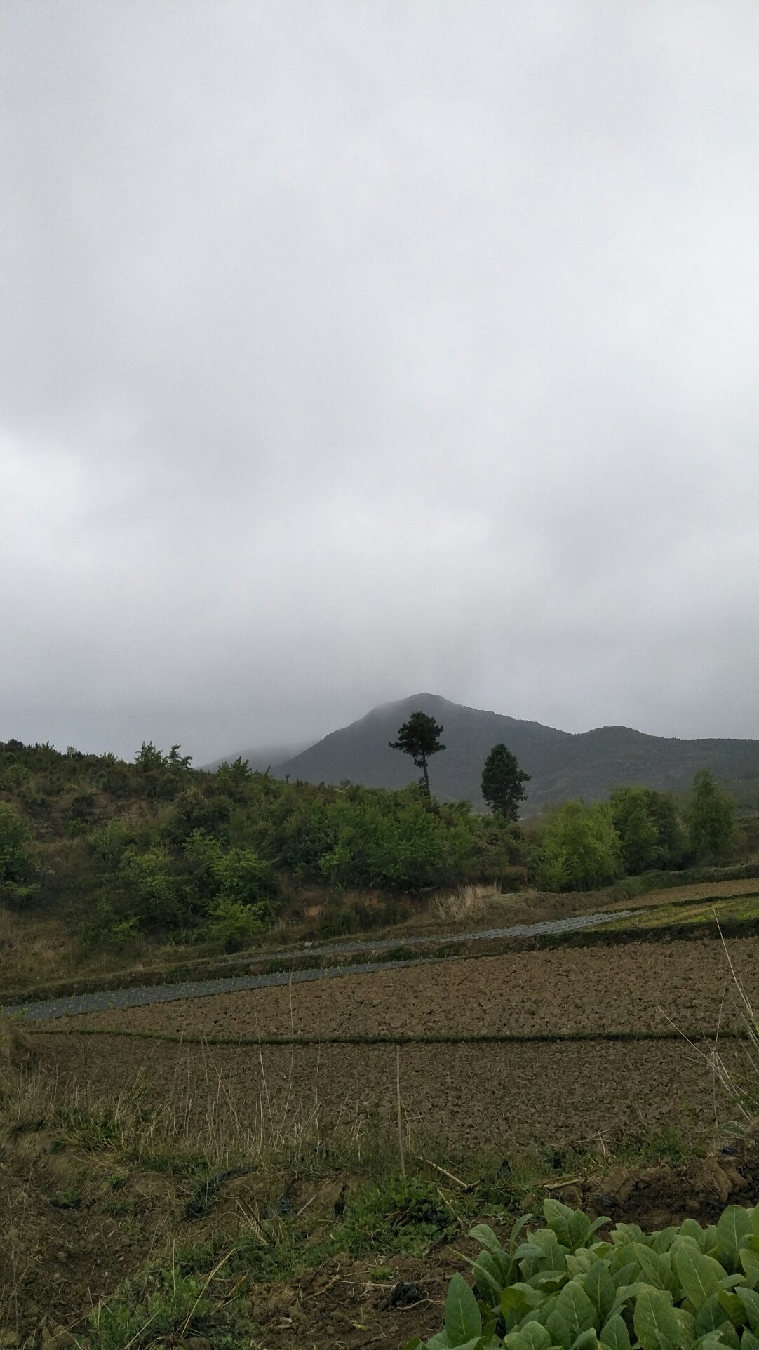 扎地村民委员会天气预报更新通知